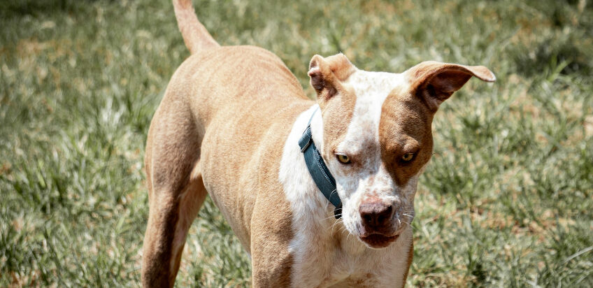 Dog Bite Claims in New Jersey: Strict Liability and What It Means for Your Compensation